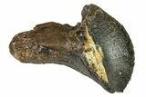 Rooted Dinosaur (Triceratops) Tooth - Montana #338647-1